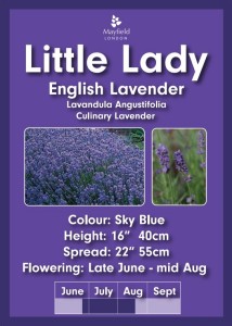 Little Lady English Lavender in 2 Litre Pots